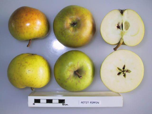 Petit Pippin apple