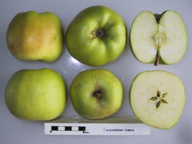 Gooseberry apple