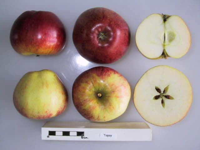 Topaz apple