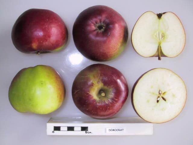 Democrat apple