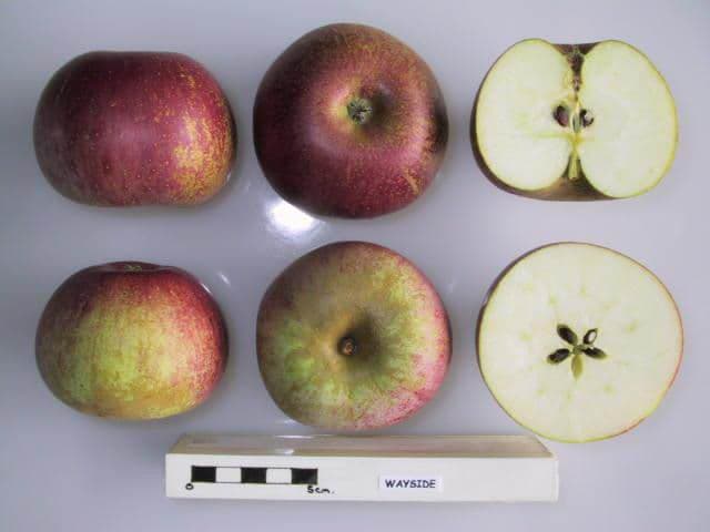 Wayside apple