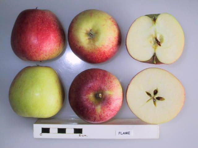 Flame apple