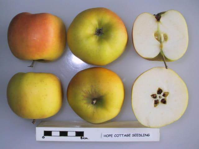 Hope Cottage Seedling apple