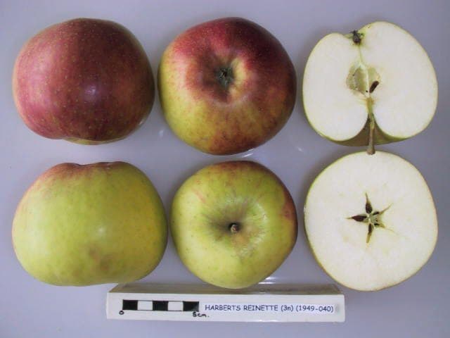 Harberts Reinette apple