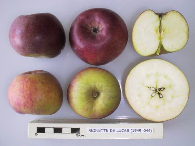 Reinette de Lucas apple