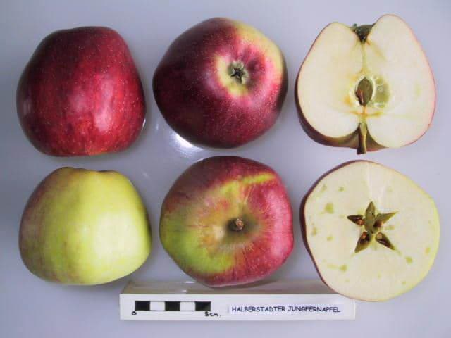 Halberstadter Jungfernapfel apple
