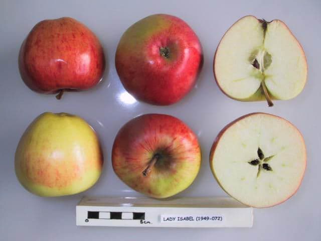 Lady Isabel apple