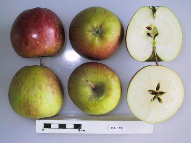 Dalice apple