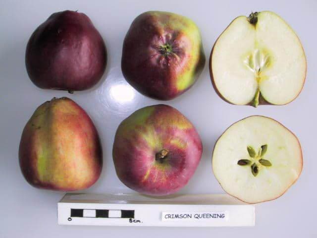 Crimson Queening apple