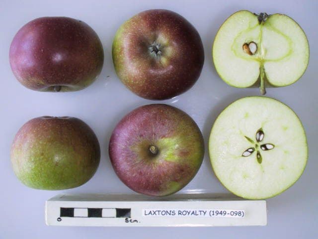 Laxton's Royalty apple