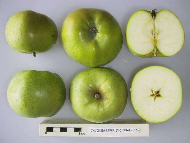 Jacques Lebel apple