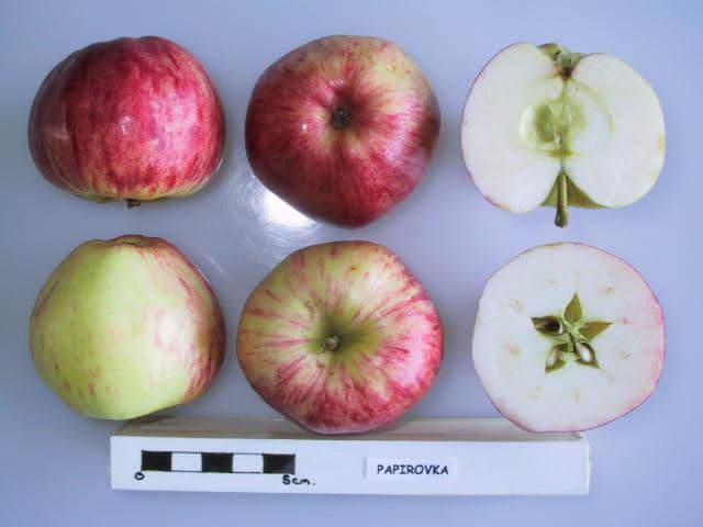 Papirovka apple