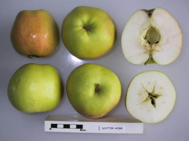 Doctor Hogg apple