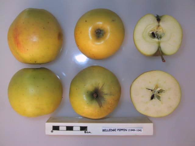 Belledge Pippin apple