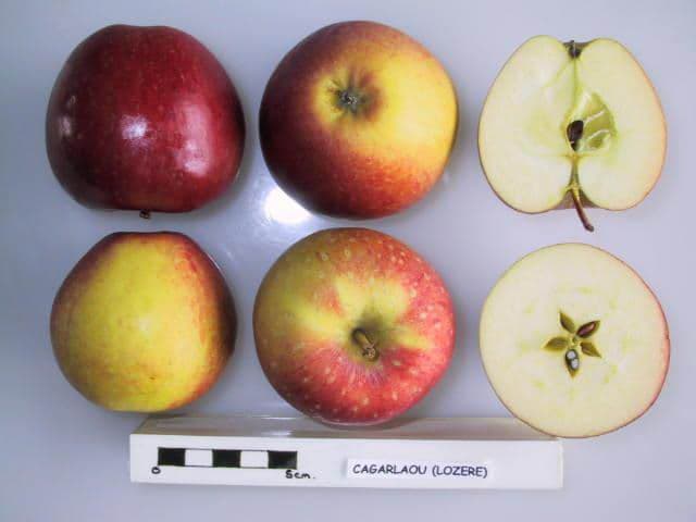 Cagarlaou apple