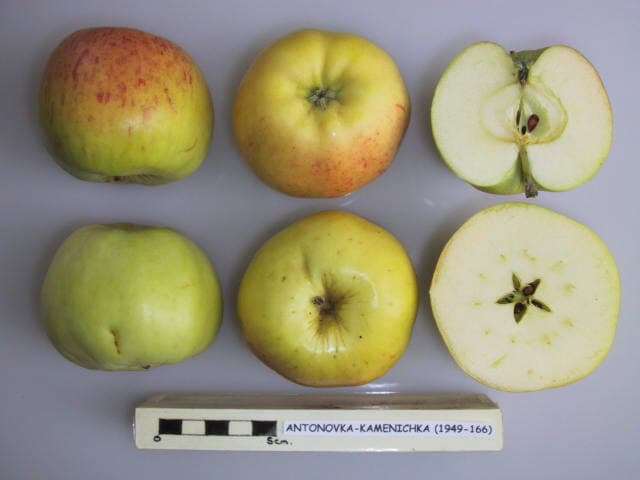 Antonovka Kamenichka apple
