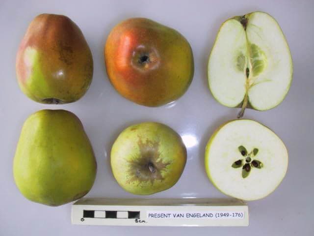 Present van Engeland apple
