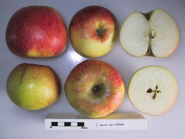 Glorie van Holland apple