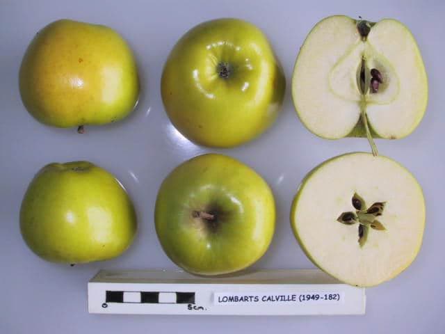 Lombarts Calville apple