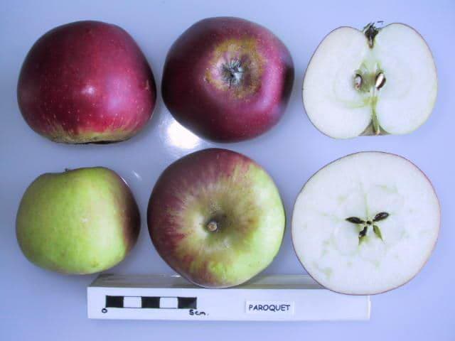 Paraquet apple