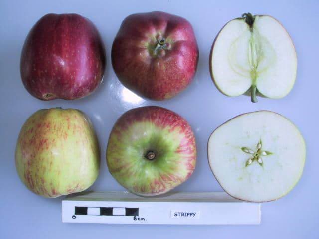 Strippy apple