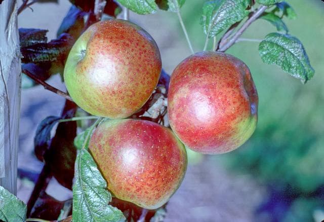 Ballyfatten apple