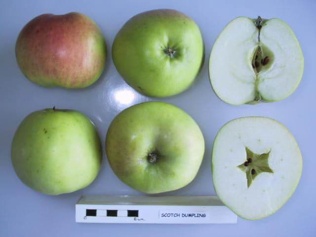 Scotch Dumpling apple
