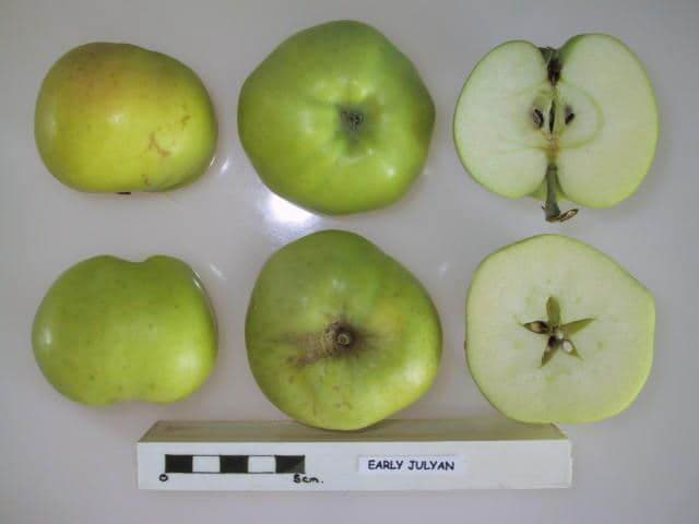 Early Julyan apple