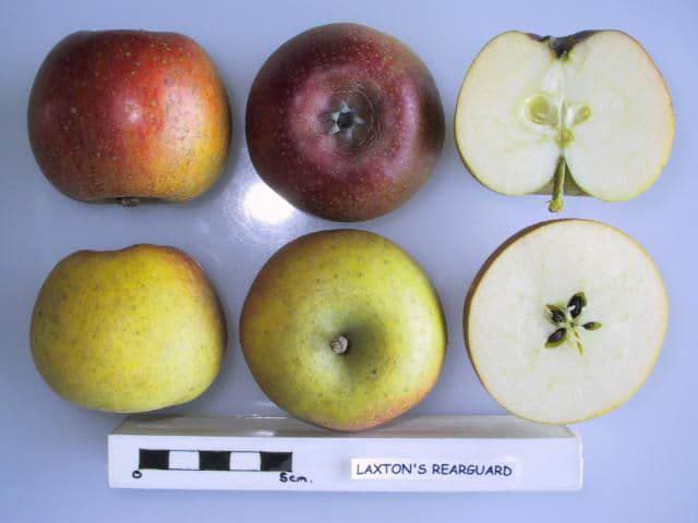 Laxton's Rearguard apple
