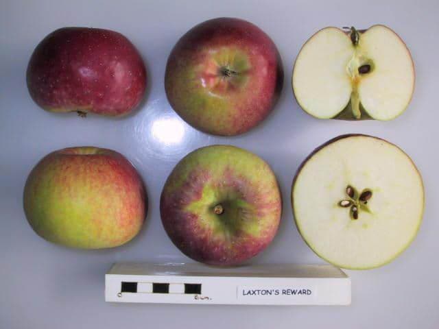 Laxton's Reward apple