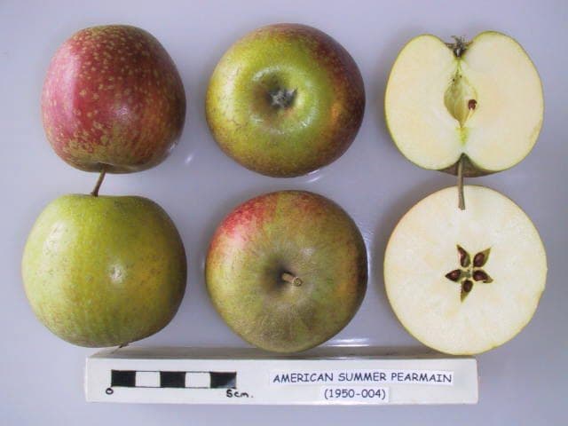 American Summer Pearmain apple
