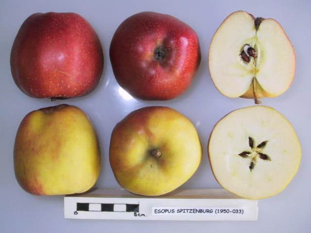 Esopus Spitzenburg apple
