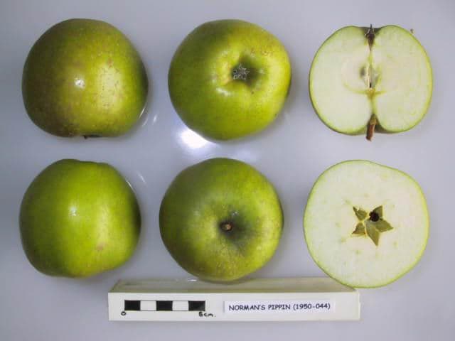 Norman's Pippin apple