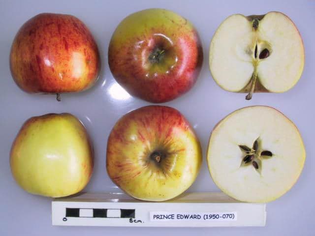 Prince Edward apple