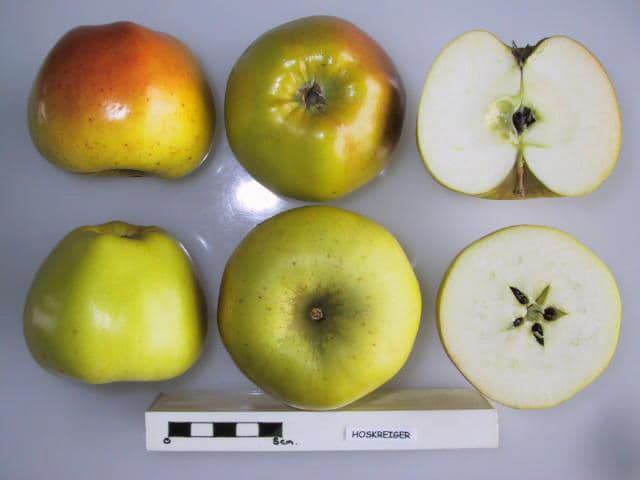 Hoskreiger apple