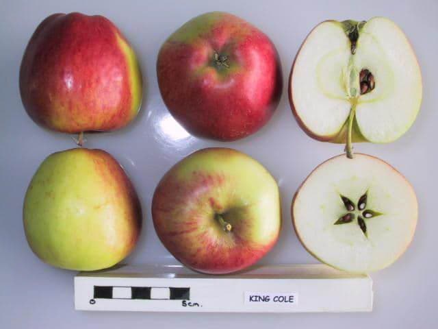 King Cole apple