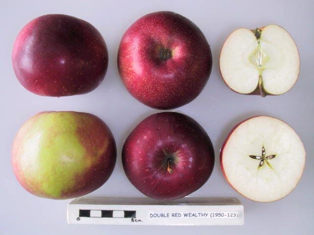 Case Wealthy apple