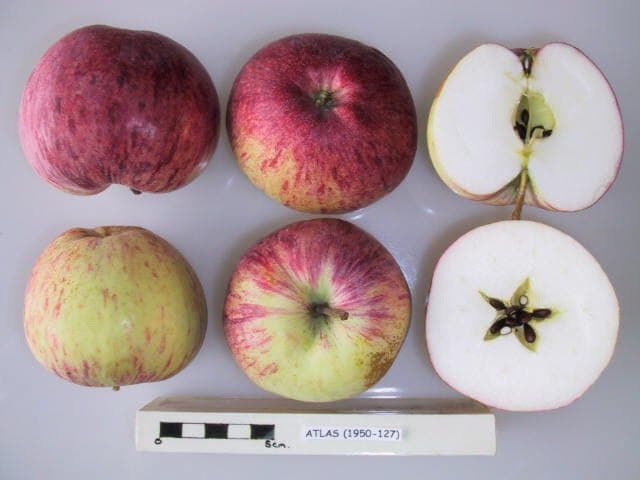 Atlas apple