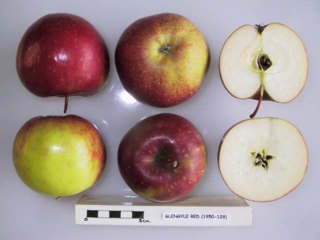 Glengyle Red apple