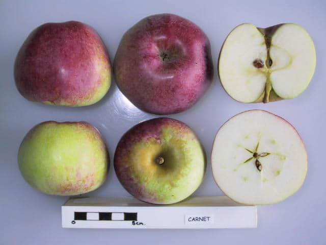 Carnet apple