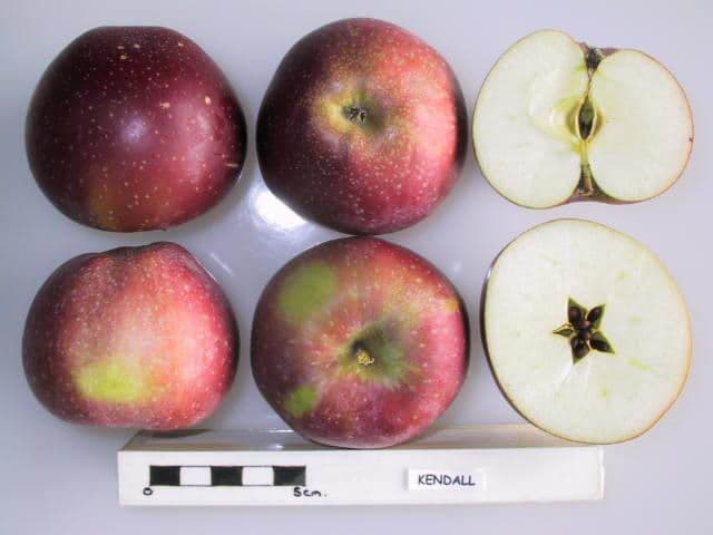 Kendall apple