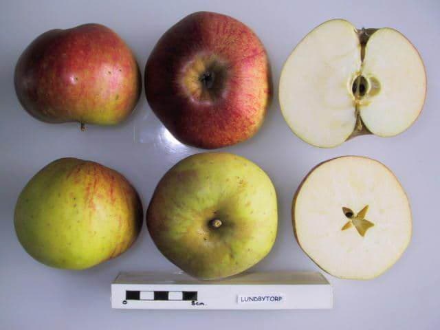 Lundbytorp apple