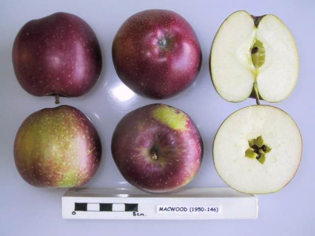 Macwood apple