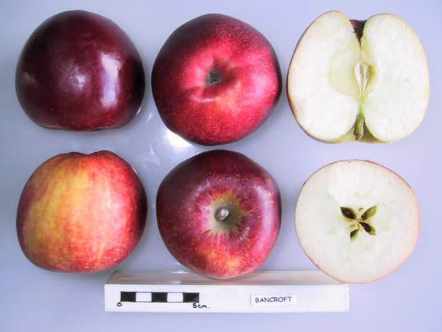 Bancroft apple
