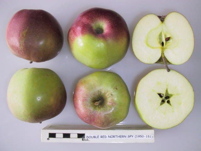 Double Red Northern Spy apple