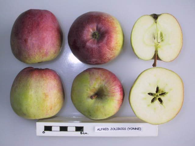 Alfred Jolibois apple