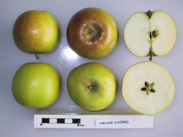 Cabusse apple