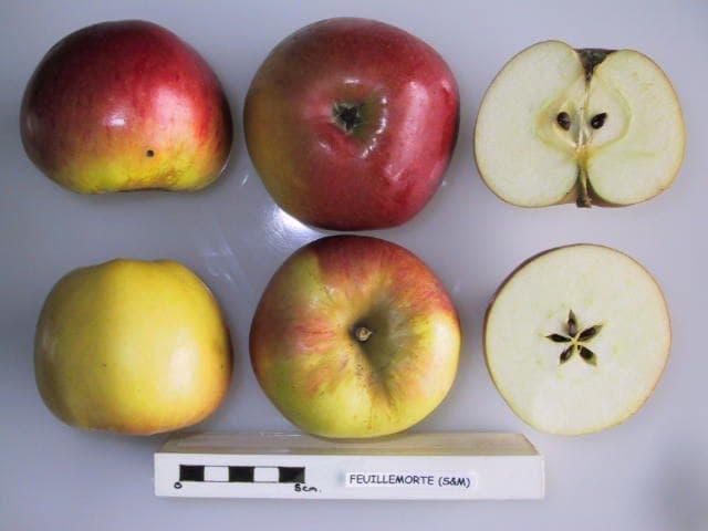 Feuillemorte apple