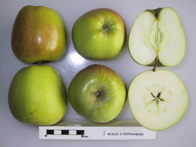 Reale d'Entraygues apple