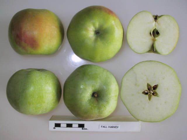 Fall Harvey apple